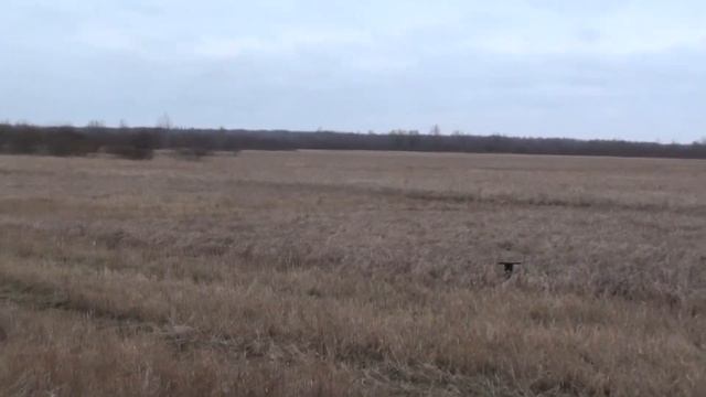 Заяц выходит на ржаное поле... смотреть онлайн