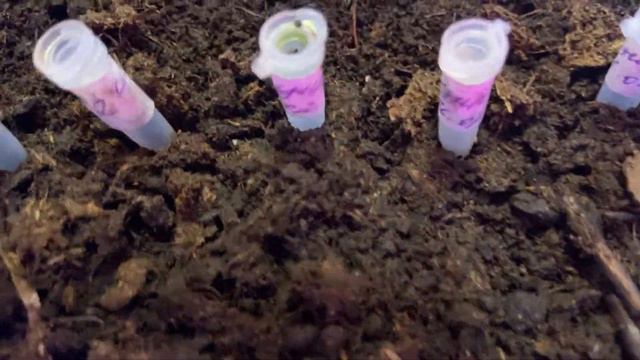 Цикламены всходят ровно через месяц после посева🌺 Цветы от Фаины смотреть онлайн