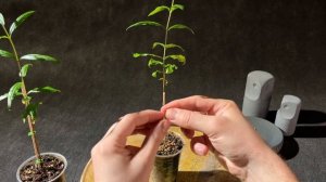 Первая обрезка комнатного граната. На пути к формированию кроны