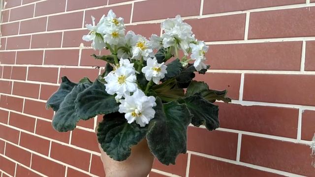 Фиалка РС- Золотой Дракон. Коллекция Az-EL ?? смотреть онлайн