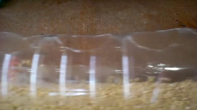 Кормушка для перепелов. Feeder for quail. смотреть онлайн