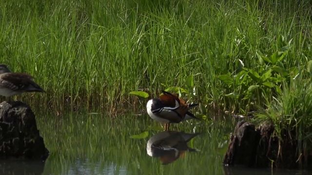 Утки Мандаринки и белки смотреть онлайн