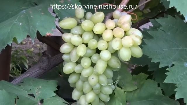 Сорта винограда 2018. Кишмиш Арсеньевский - самый крупный кишмиш 1 класса смотреть онлайн