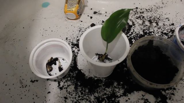 Спасаем эухарис смотреть онлайн