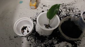 Спасаем эухарис