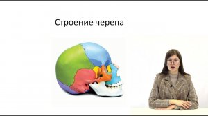 Строение черепа