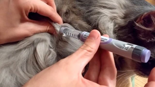 Lantus pen diabetic cat смотреть онлайн