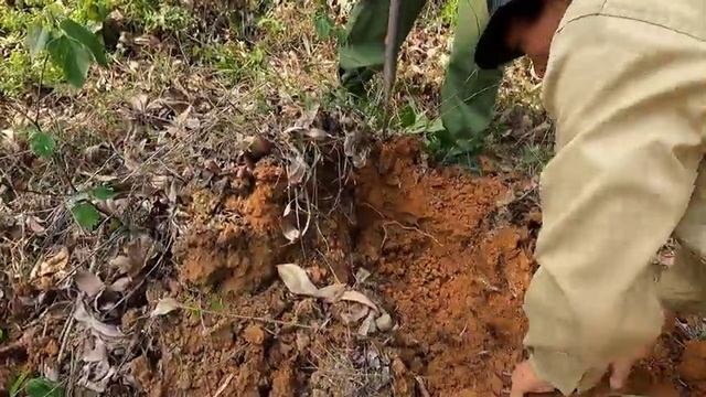 Dangerous situations, Brave man facing giant king cobra on forest road - king cobra attack смотреть онлайн