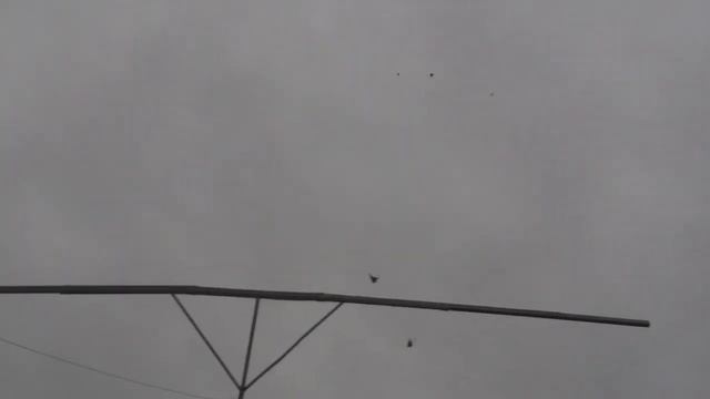 Николаевские Голуби Полёт Голубей смотреть онлайн