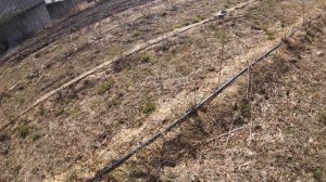 ГОЛУБИКА. 29.01.21. ВНЕСЕНИЕ СУЛЬФАТА АММОНИЯ