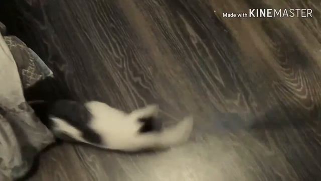 Приколы с китайцем смотреть онлайн