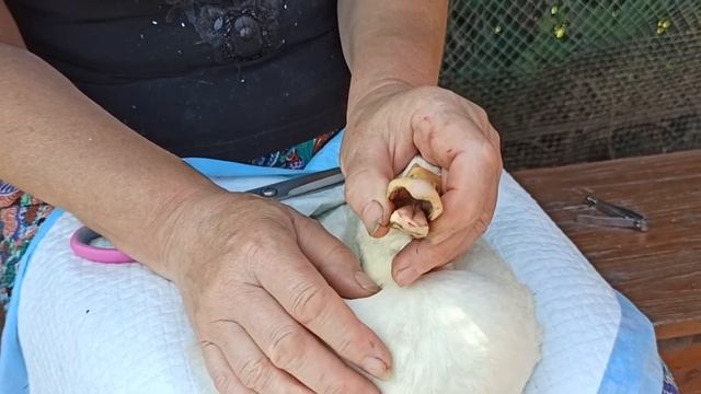 Муларды. Обязательная процедура обрезания.