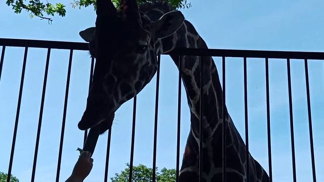 Зоопарк в Калининграде смотреть онлайн