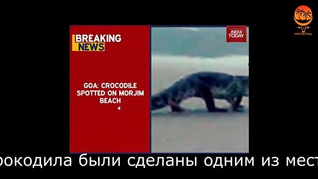 Крокодил на пляже в Гоа в Индии смотреть онлайн