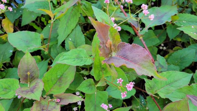 Ntsuag qaub tshuaj zoo 4 yam mob.(559)244-9812 смотреть онлайн