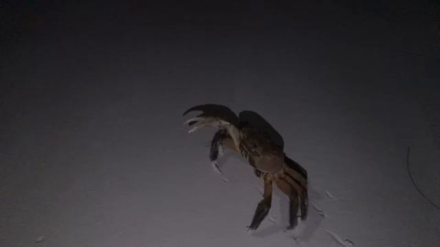 Сейшелы | Большие крабы на пляже смотреть онлайн