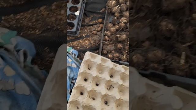 Каллы садовые,обработка луковиц и посадка. смотреть онлайн