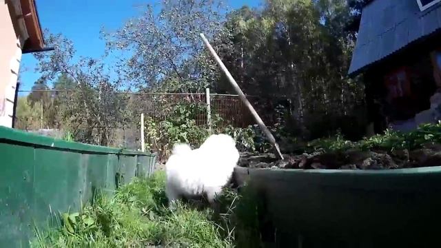 Happy Samoyed - Веселый самоед смотреть онлайн