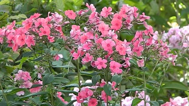 Phlox Paniculata 'Septemberglut'