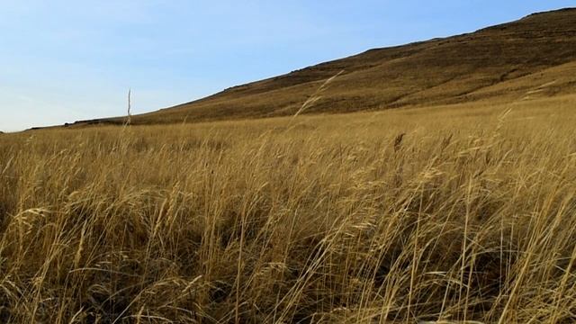 8 часов расслабляющих звуков природы. Шелест сухой травы в степи. Видео для крепкого сна и медитаци смотреть онлайн