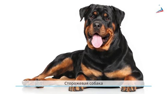 Урок 25 почему мы любим кошек и собак мои домашние питомцы смотреть онлайн