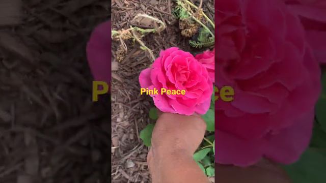 Pink peace First flush 2021 #rose #happiness смотреть онлайн