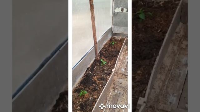 Сажаем морковь в ленте 23 апреля 2020 смотреть онлайн