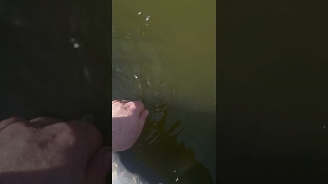 #дача #природа #рыбалка #отдых #красота #карась #клев #карп #пруд #водоём смотреть онлайн