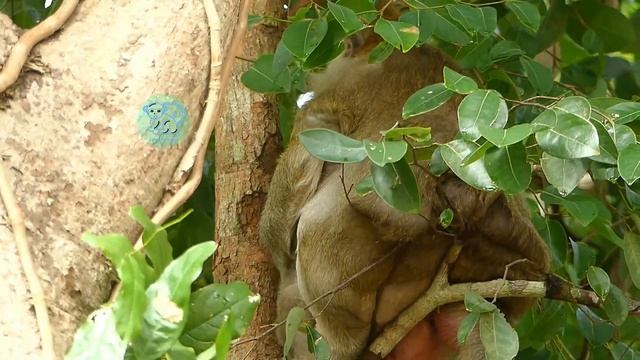 OMG! It Not Game Play Drop Down From The Tree Baby Bobby. We Scared and Shocking Your Climbing. смотреть онлайн