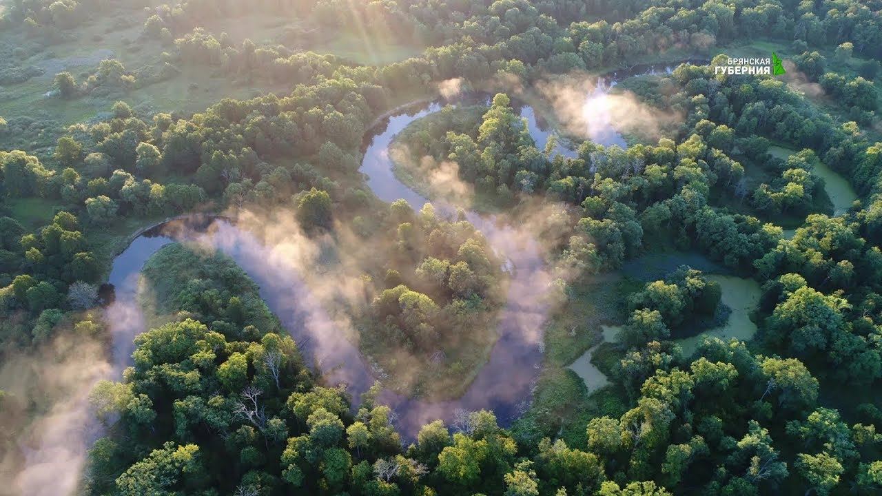 Здесь и Сейчас. Заповедник "Брянский лес" смотреть онлайн