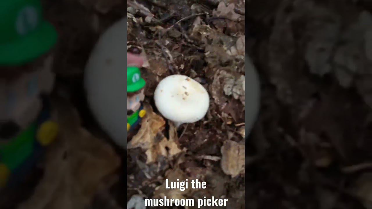 Lego Luigi the mushroom picker! #shorts Part 1. Lego Luigi find mushrooms and give it Mario & Peach смотреть онлайн