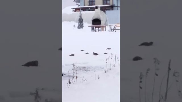 Февраль. Лесные куропатки на участке. Подмосковье. смотреть онлайн