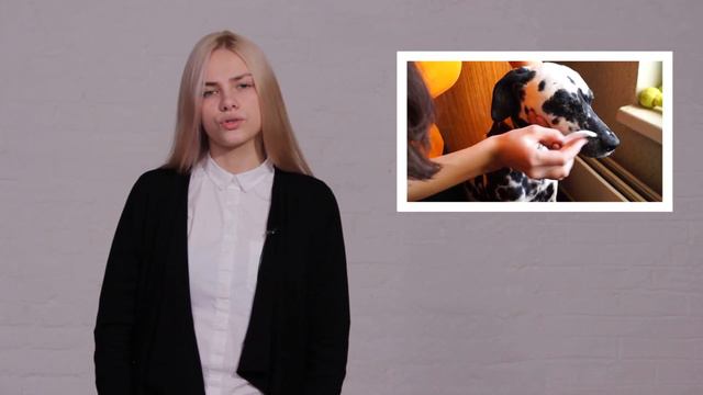 Ответственное отношение к домашним собакам и кошкам смотреть онлайн