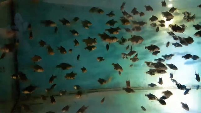 Tropical Fish Farm,Slovac Republic,Puntius tetrazona green смотреть онлайн