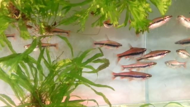 Наностомус бекфорд, Nannostomus beckfordi, Aquarium fish, Zierfische, pesci d'acquario, 觀賞魚 смотреть онлайн