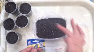 Дихондра "Серебристый и Изумрудный водопад". Посев семян Дихондры.