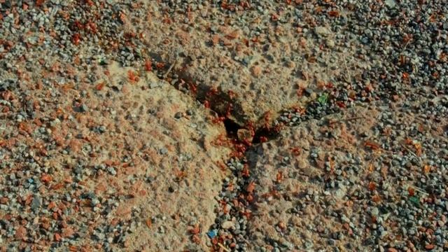 Почему муравьи такие СИЛЬНЫЕ? смотреть онлайн