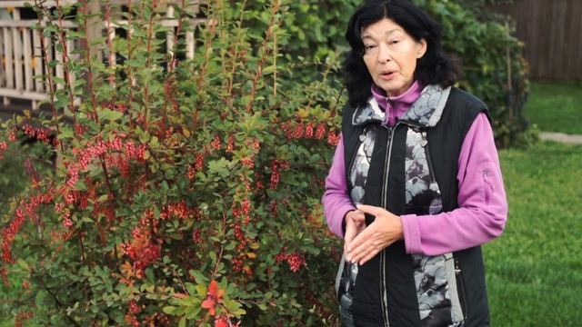 Барбарис обыкновенный(съедобный).Плюсы и минусы. смотреть онлайн