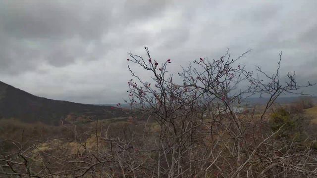 лопухи в конце ноября. Крым. Травы для лечения сердца смотреть онлайн