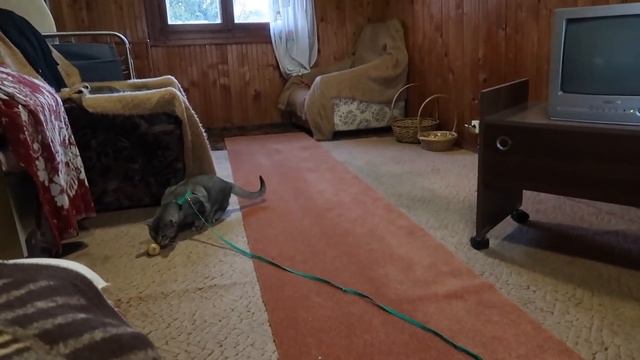 24 ЧАСА ТАЙНО ЖИВЁМ В ЧУЖОМ ДОМЕ С КОТОМ И СОБАКОЙ | проникли в дом тёти Любы смотреть онлайн