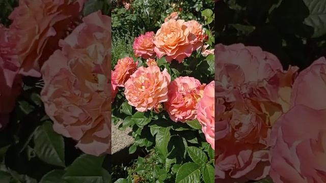 роза в саду Augusta Luise Тантау Германия 1999 Чайно-гибридные смотреть онлайн