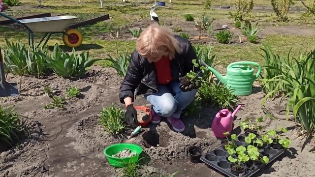 ПЕЛАРГОНИЯ. Как правильно высаживать пеларгонию (герань) в открытый грунт. ДАЧА смотреть онлайн