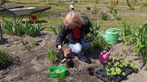 ПЕЛАРГОНИЯ. Как правильно высаживать пеларгонию (герань) в открытый грунт. ДАЧА