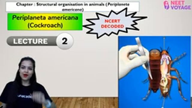 Periplaneta Americana | Structural Organisation In Animals | NEET Voyage | Swagata Mukherjee смотреть онлайн