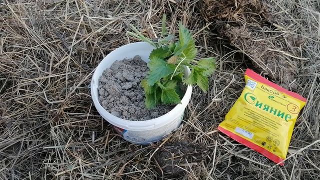 Зола И Крапива Для Посадок ЛУЧШЕ НЕТ !!!! // Био Настои // Май 2022 г // С.Х.У смотреть онлайн