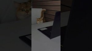 Просчитался...но где?