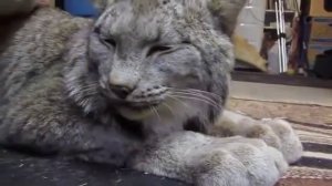 Рысь мурчит как Котик