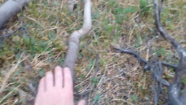 Саженцы ореха с закрытой корневой. смотреть онлайн