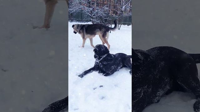 Лабрадор Жан