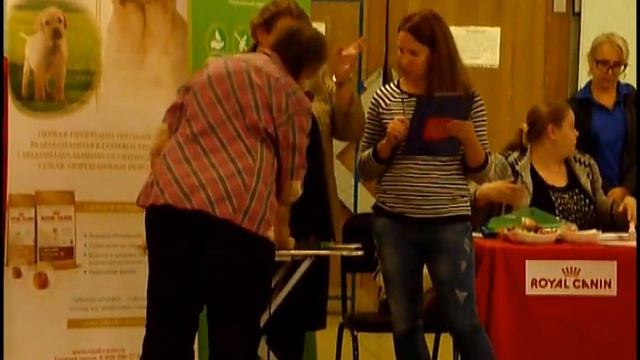 Щенки. Выставка собак. Моно ши-тцу. Омск. смотреть онлайн